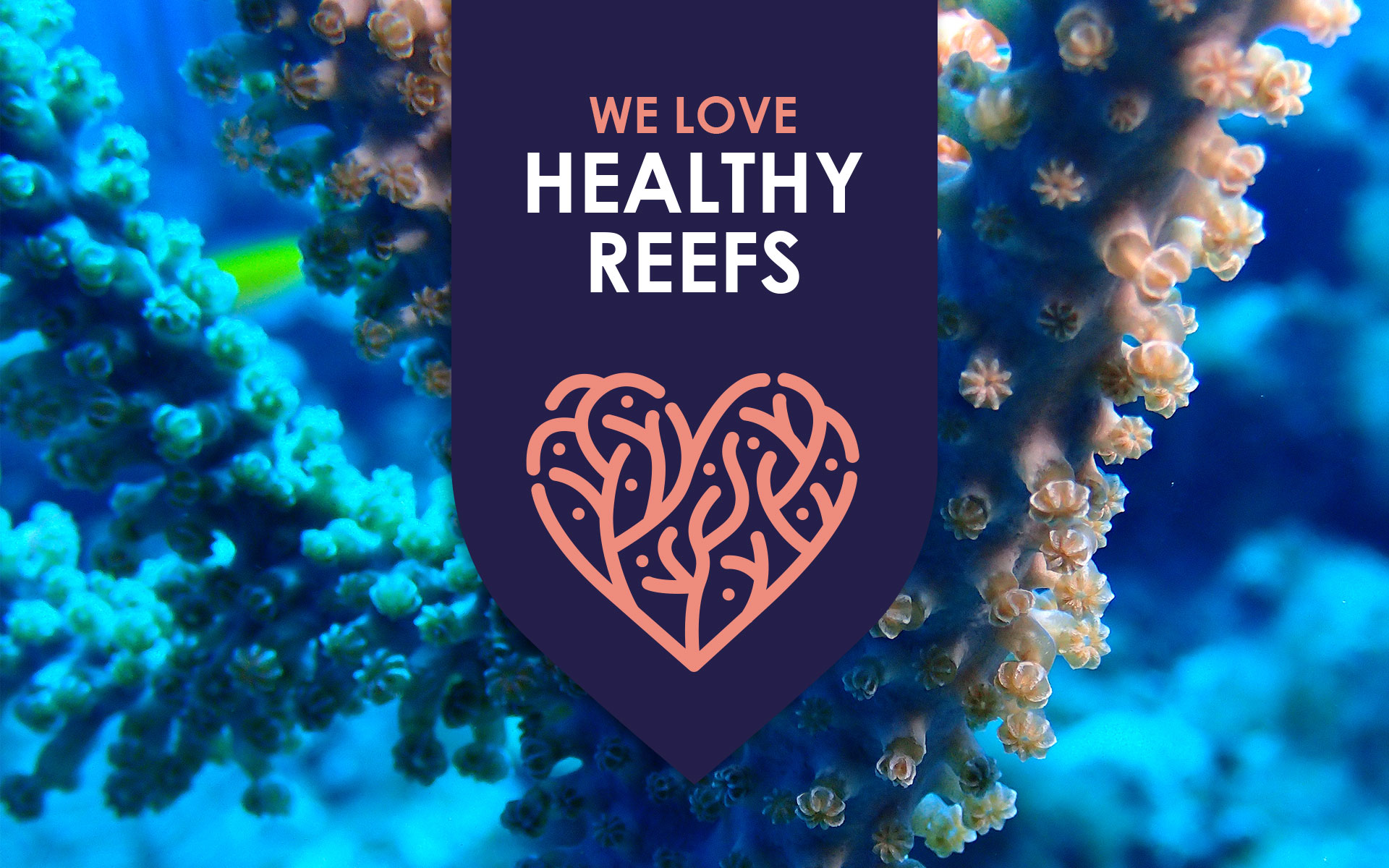 Healthy Reefs - Damon Hardie Design